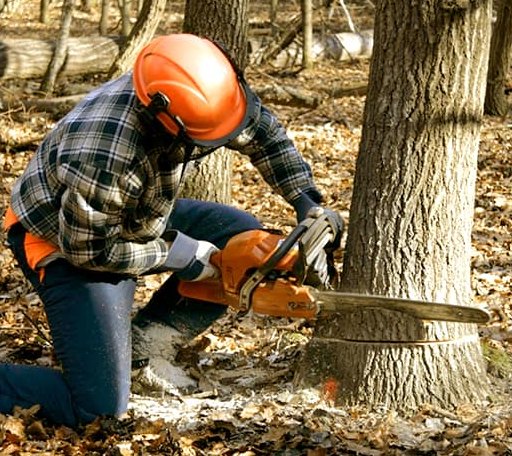 Tree Removal in Schoolcraft, MI
